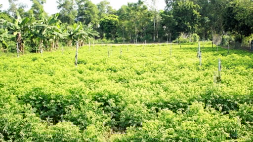 Thứ rau nấu canh chả cần mì chính, trồng thành công ở một nơi của Nghệ An, cắt đến đâu thương lái khuân đến đó