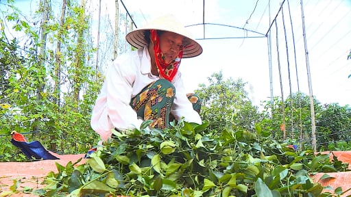 Loại cây dại, nấu nước uống thanh nhiệt mát gan, nông dân Hà Tĩnh trồng thành công, bán đắt hàng