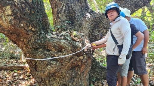 Hòn đảo đẹp như phim rộng 230ha cách bờ biển Quảng Trị 24km, có 17 cây cổ thụ hoành tráng, đó là loài cây gì?