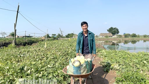 Vùng đất ven biển Ninh Bình, dân đang bẻ một loại quả chín thơm vào tận làng, thương lái khuân đi hết