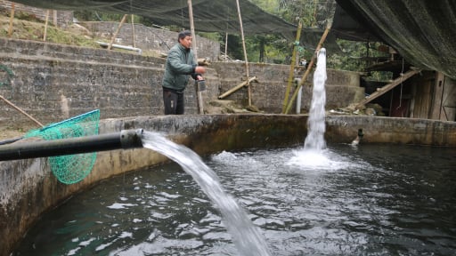 Dân xã nông thôn mới nâng cao ở Sa Pa nuôi cá nước lạnh, trồng lúa ruộng bậc thang giảm hộ nghèo, tăng hộ khá giàu