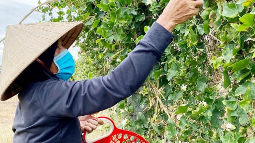 Ở Huế, lội bờ săn rau dại, nấu bát canh tập tàng, có người suýt đụng trúng tổ của con động vật hung hãn này