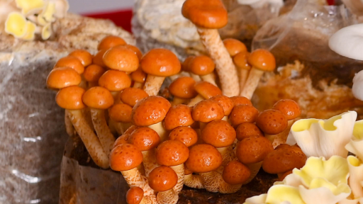 Loại nấm 'nhớt ăn mới ngon' người Nhật Bản săn tìm, giá 500.000 đồng/kg, ở Việt Nam đã có người trồng bán