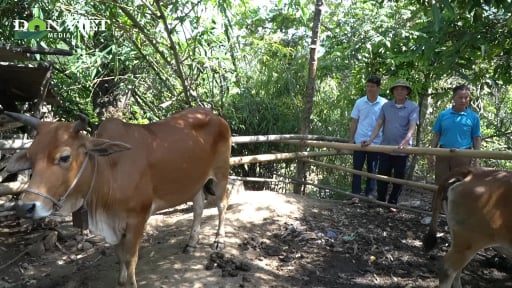 Bò cóc lắm nơi chê lên chê xuống, một ông nông dân Quảng Ninh nuôi thành công, vẫn giàu bình thường