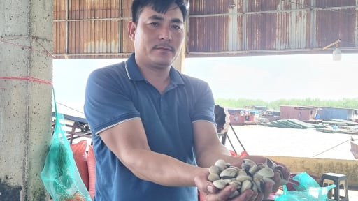 Suýt vỡ nợ một lần, nay một anh nông dân nuôi con đặc sản bình dân dày đặc ở Ninh Bình 'cầm chắc' 3 tỷ đồng