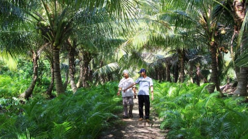 Trồng một cây lấy quả, một cây lấy lá, cây ngắn ngày 'nuôi' cây dài ngày là cách làm 'đẻ ra tiền' của nông dân Vĩnh Long