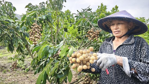 Cả làng ở Bình Định phục lăn nông dân trồng nhãn ra quả quanh năm, cây thấp tè trái quá trời