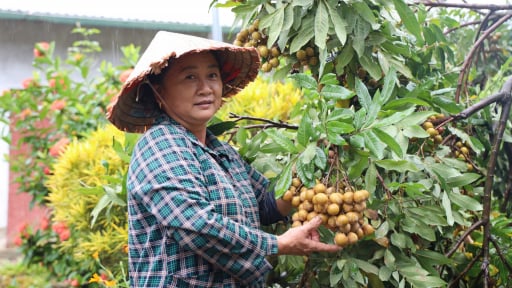 Bất ngờ tỉnh vươn lên dẫn đầu miền Bắc về diện tích cây ăn quả