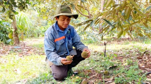 Loại quả ngon nông dân Gia Lai trồng nhiều đang có nguy cơ mất mùa, ra vườn thấy trái non rụng, ai cũng lo 
