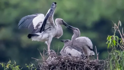 Sáp nhập 3 tỉnh thành công, tỉnh Ninh Bình mới có cánh đồng lúa, vườn chim khổng lồ, du khách đổ về ngắm  
