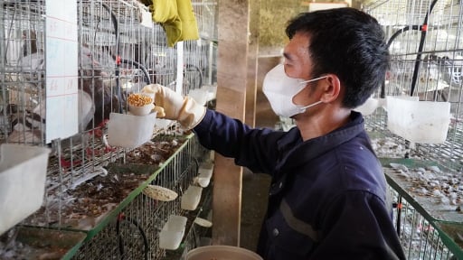 Nuôi thành công thứ chim bé như nắm tay, đẻ cản chả kịp, anh nông dân Nghệ An bán 300.000 đồng/cặp