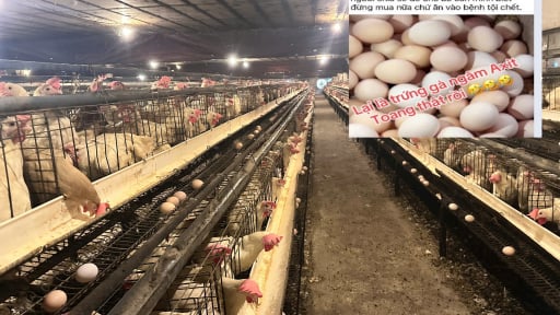 Người chăn nuôi lao đao vì tin đồn trứng gà giả: Đề nghị xử lý nghiêm thông tin thất thiệt