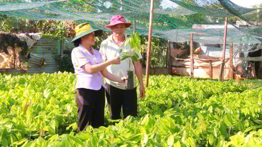 Giống cây từng bị bỏ rơi, bất ngờ nay là 'cây hái ra tiền', nông dân Đắk Lắk tranh nhau mua
