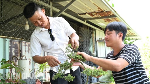 Trồng cây cảnh, cây bonsai dáng lạ ở Kiên Giang, hễ nói bán là khối người mua