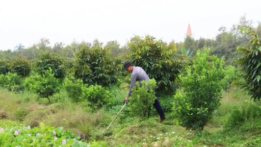 Trồng xen canh nhanh có tiền ở Vĩnh Long, nhà nào làm đúng là trúng