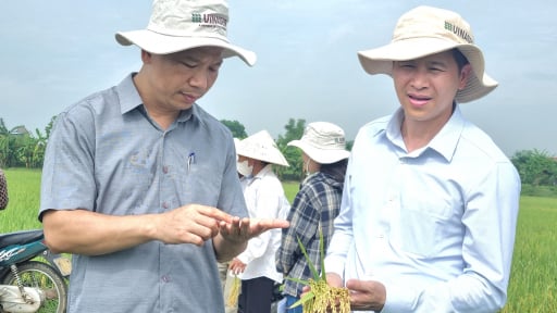 Thụy Hương 308, Dự Hương 8, giống lúa nâng tầm hạt gạo, mở lối phát triển bền vững cho nông nghiệp Thanh Hóa