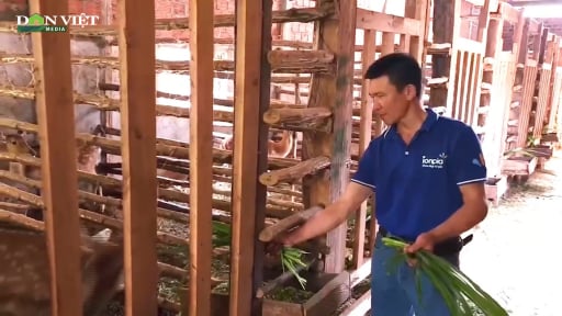 Nuôi 1 loài động vật hoang dã, nông dân Kon Tum thu lãi 300 triệu đồng mỗi năm