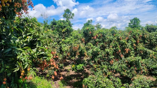 Cây đặc sản Hưng Yên mang vô Lâm Đồng trồng, thấp tè mà trái quá trời, quả hình trái tim, hễ bán là đắt hàng thế này đây, 