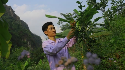 Làm vườn rừng đa tầng, thuận tự nhiên, Giám đốc một HTX trà ở Thái Nguyên biến trang trại thành điểm sinh thái hút khách
