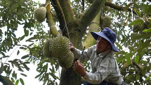 Tây Nguyên sắp thu hoạch rộ loại quả tiền tỷ, Chủ tịch Hiệp hội viết 'tâm thư' cho tư lệnh ngành nông nghiệp