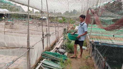 Cho 3 con đặc sản bình dân 'ưa nghịch nước' này ở với nhau, một nông dân Hậu Giang hễ bắt bán là hết veo