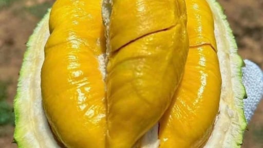 'Hiến kế' tiêu thụ sầu riêng: Tách múi, đóng gói nhỏ, dân trong nước sẽ không tiếc tiền mua