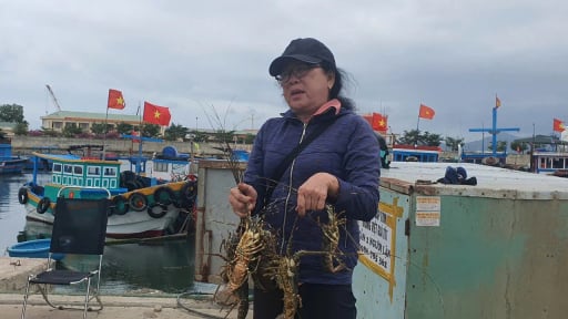 Chưa hết sốc vì giá tôm hùm giảm, nông dân Khánh Hòa lại điêu đứng vì 850.000 con tôm hùm giống giả vừa bị tiêu hủy