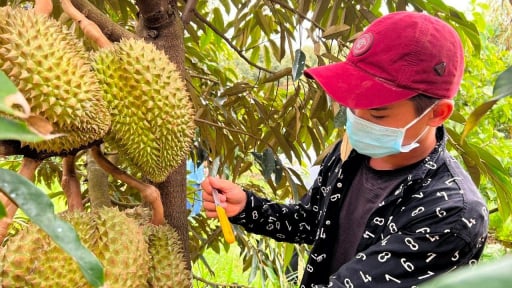 Cập nhật danh sách phòng kiểm nghiệm được Trung Quốc công nhận mới nhất, xét nghiệm Cadimi, Vàng O trong sầu riêng  