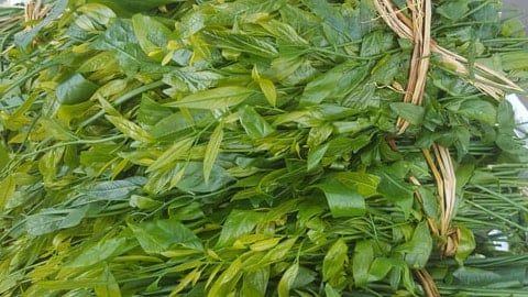 Rau ngót rừng ở Lạng Sơn là rau gì mà ăn khỏe cả người, nấu canh chả cần mì chính, ngọt như nước ninh xương?
