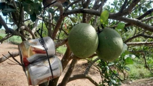 Một ông nông dân Tây Ninh treo vỏ lon bia nuôi con gì trong vườn bưởi mà khi hiểu ra cả làng bất ngờ?