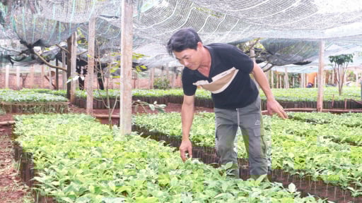 Nhộn nhịp mua bán cây giống cà phê ở Gia Lai, cây chưa ra đủ lá mà nhà vườn, thương lái đã đặt mua hết