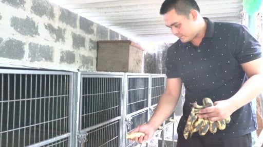 'Liều' bỏ nghề lái xe về nuôi con động vật này, ngày ngày đút chuối cho ăn, trai Quảng Bình bán 10 triệu/cặp