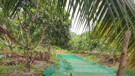 Đào rãnh trong vườn, dưới nuôi con đặc sản, trên trồng cây ra quả ngon, nông dân Kiên Giang 'nhặt' tiền rủng rỉnh