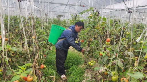 Đào tạo nghề ở Sìn Hồ (Lai Châu) - Trang bị kiến thức, giúp dân thoát nghèo bền vững 