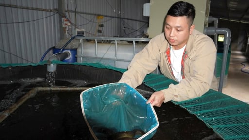 Nuôi thành công loại cá đặc sản ở Quảng Nam, ăn bổ dưỡng như 'nhân sâm nước', bán 480.000 đồng/kg