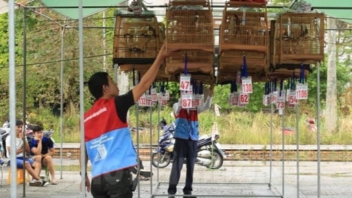 Thứ chim bé hơn nắm tay, hót trong veo, một cuộc thi ở Hải Dương có tới 100 con tham gia
