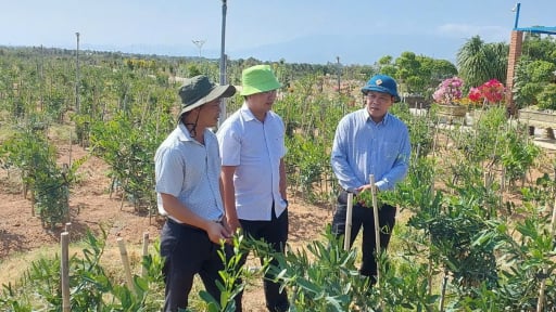200 ha trồng cây thảo dược quý hiếm ở Ninh Thuận được bao tiêu sản phẩm, đưa vào chương trình du lịch trải nghiệm