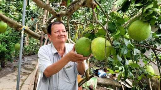 Tỷ phú Bến Tre là một ông nông dân trồng cây ăn quả kiểu gì mà hễ bán là đắt như tôm tươi?