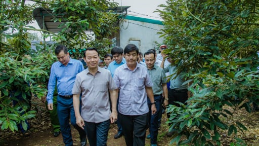 Đắk Lắk sẽ có phòng kiểm định sầu riêng trước vụ thu hoạch 2025?