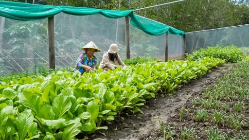 Ở vùng mặn này của Cà Mau, dân trồng rau kiểu gì mà tốt um, bán ra tiền