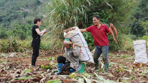 Một xã vùng thấp của tỉnh Hòa Bình, người dân trồng lúa, dong riềng, làm nghề phụ mà thoát nghèo, thu 52,4 triệu đồng/người/năm 