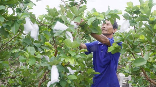 Nông dân Vĩnh Long 'đánh liều' trồng cây gì thấp tè mà quả quá trời, thu nhập cao gấp 3-4 lần trồng lúa?