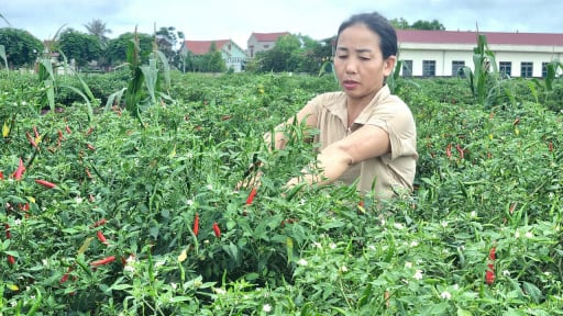 Thứ cây tốt um ngoài đồng, 'đẻ' quả cản đâu có kịp, cứ 1ha, nông dân Thanh Hóa thu 150-180 triệu