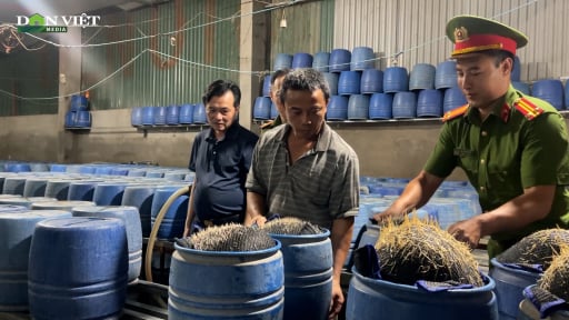 Gần 350 tấn giá đỗ ngâm hóa chất độc hại bị phát hiện ở Lào Cai: Người tiêu dùng đã ăn phải bao nhiêu tấn?