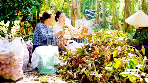 Ở một huyện của Trà Vĩnh, nhà vườn nào bẻ trái ngon bán đều trúng, bán nhiều trúng lớn