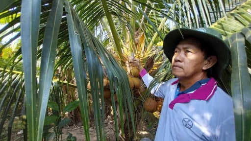 Dân xã này ở Bến Tre đang ngày đêm tìm diệt con động vật quái ác gì?