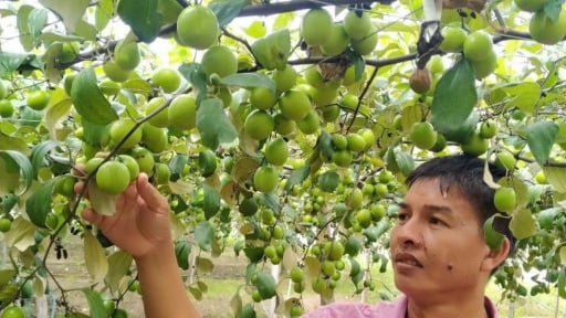 Ninh Thuận: Tiến sỹ, kỹ sư ra đồng giúp nông dân trồng nho, táo VietGAP, người ta đang đến xem
