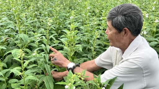 Mô hình xen canh '2 lúa - 1 màu' thích ứng biến đổi khí hậu, nâng cao thu nhập cho nông dân An Giang