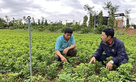 Liều trồng thứ rau ăn ngọt như mì chính trên đất cà phê, anh nông dân Đắk Lắk cắt mớ nào thương lái khuân đi hết
