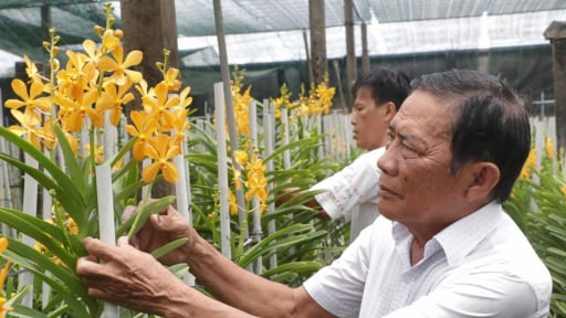 Ở TP HCM, mô hình trồng hoa lan, cây kiểng lá giảm nghèo nhanh, thành triệu phú cũng mau